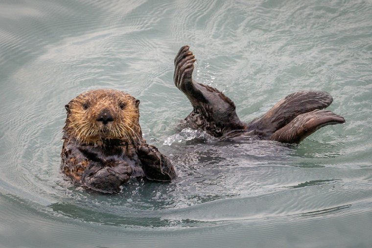 135 Seward, zeeotter.jpg